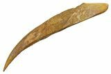 Fossil Shark (Asteracanthus) Dorsal Spine - Kem Kem Beds #353093-1
